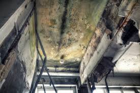 Environmental Consulting for Mold Prevention in Henagar, AL